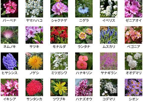 花 種類|花のデータベース